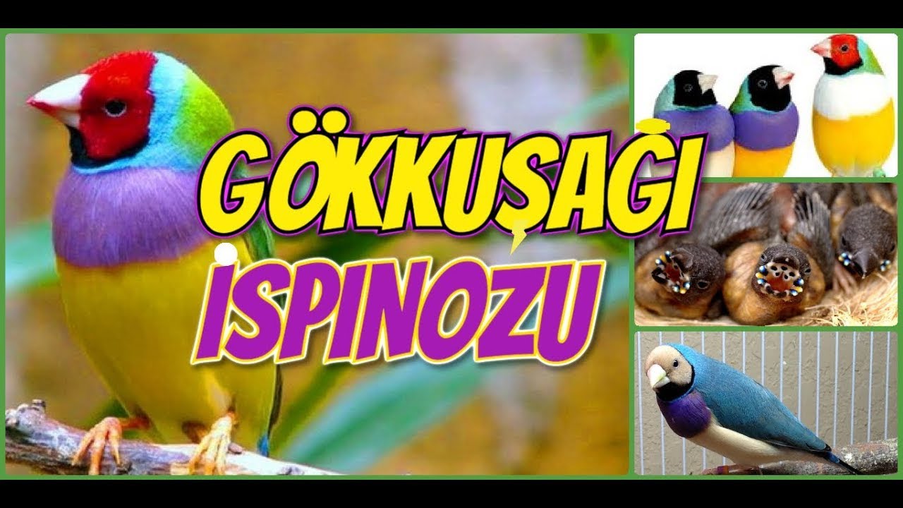 HAYATINI KUŞLARA ADADI ERZİNCANDA NADİR KUŞLARIN ÜRETİMİNİ YAPIYOR