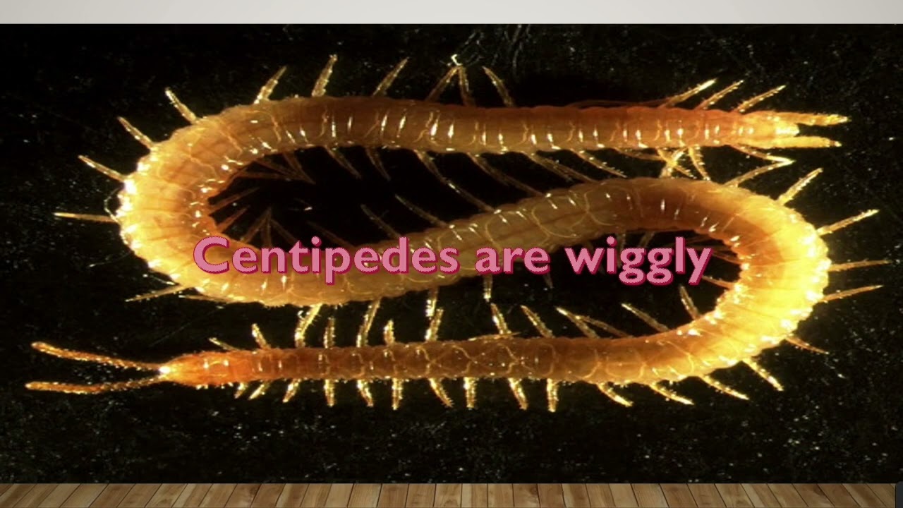 You just found an unreleased track in the wild (CENTIPEDE DEMO WITH CENTIPEDE FACTS POWERPOINT)