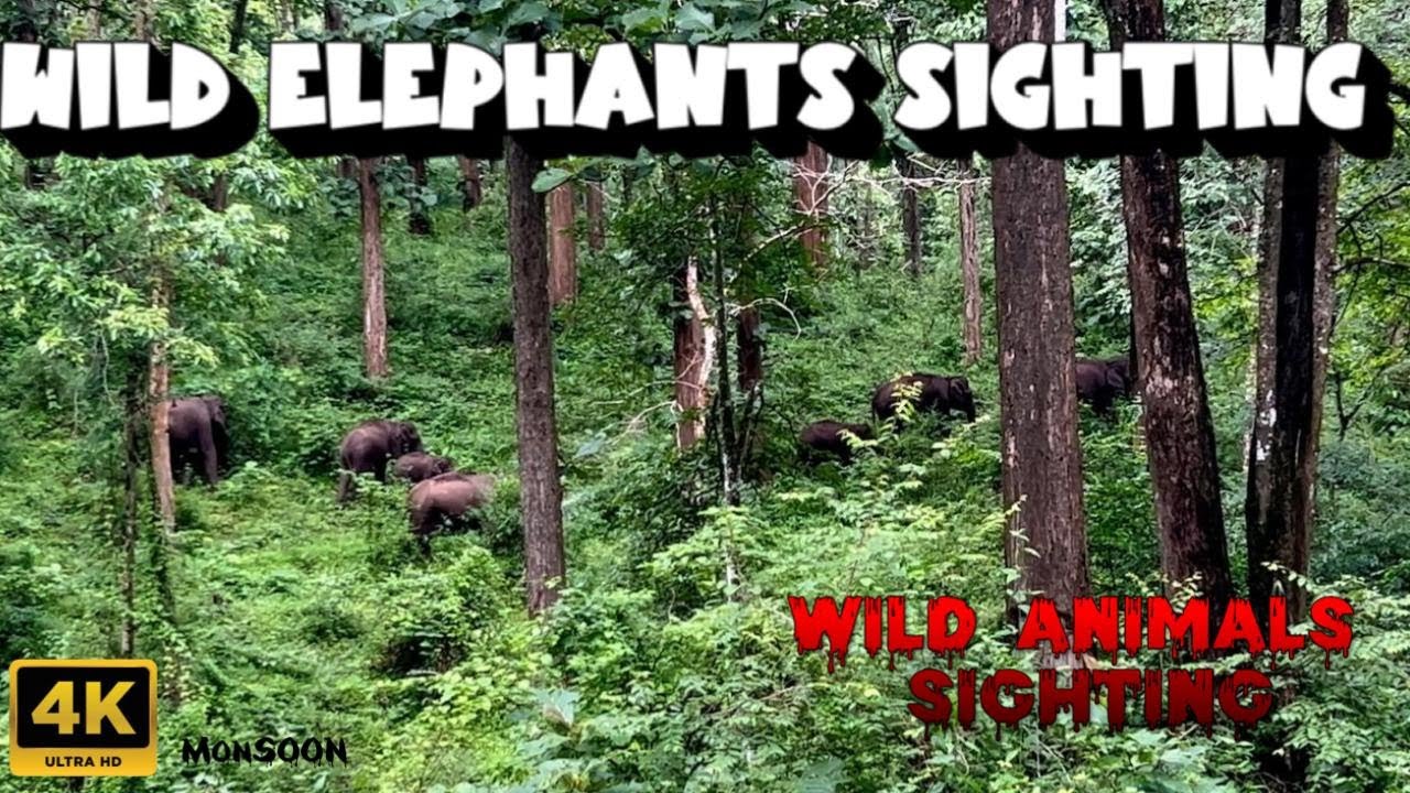 🔥Thrilling Parambikulam Elephants Path | Elephants Group Road Crossing | Return Back To Topslip