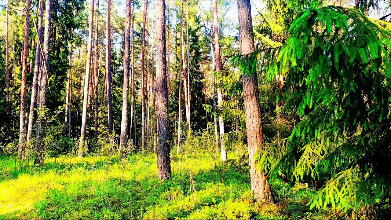 Звуки леса в формате 4K для успокоения 🌿 Умиротворяющее пение птиц и зелень для релаксации