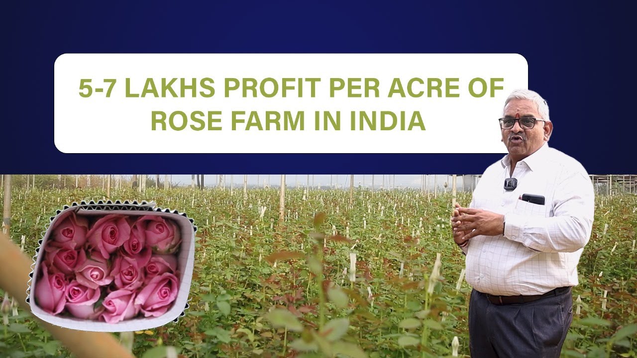 Rose Farming 101: All You need to know about Rose Farming- गुलाब की खेती- 25 +years  experience