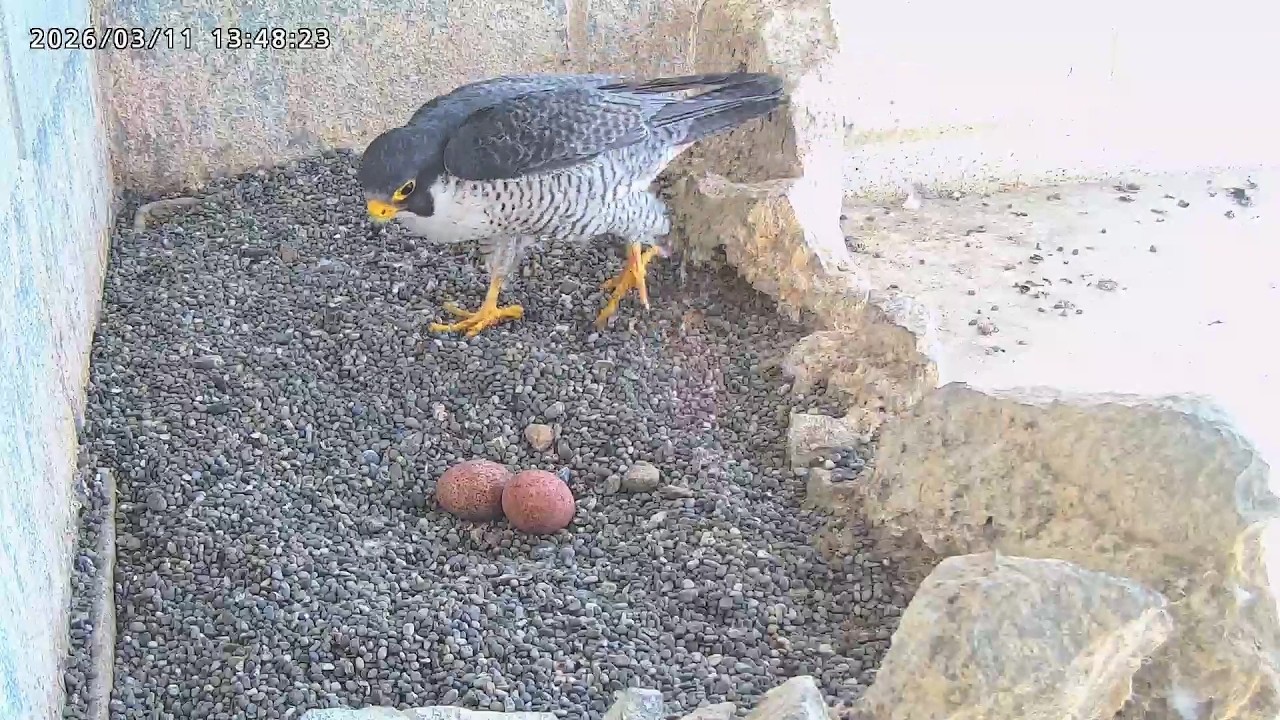 2026-03-11 (13:45) Courtship Feeding & Kirara IV Incubating Eggs/ 求愛給餌＆きららIV抱卵