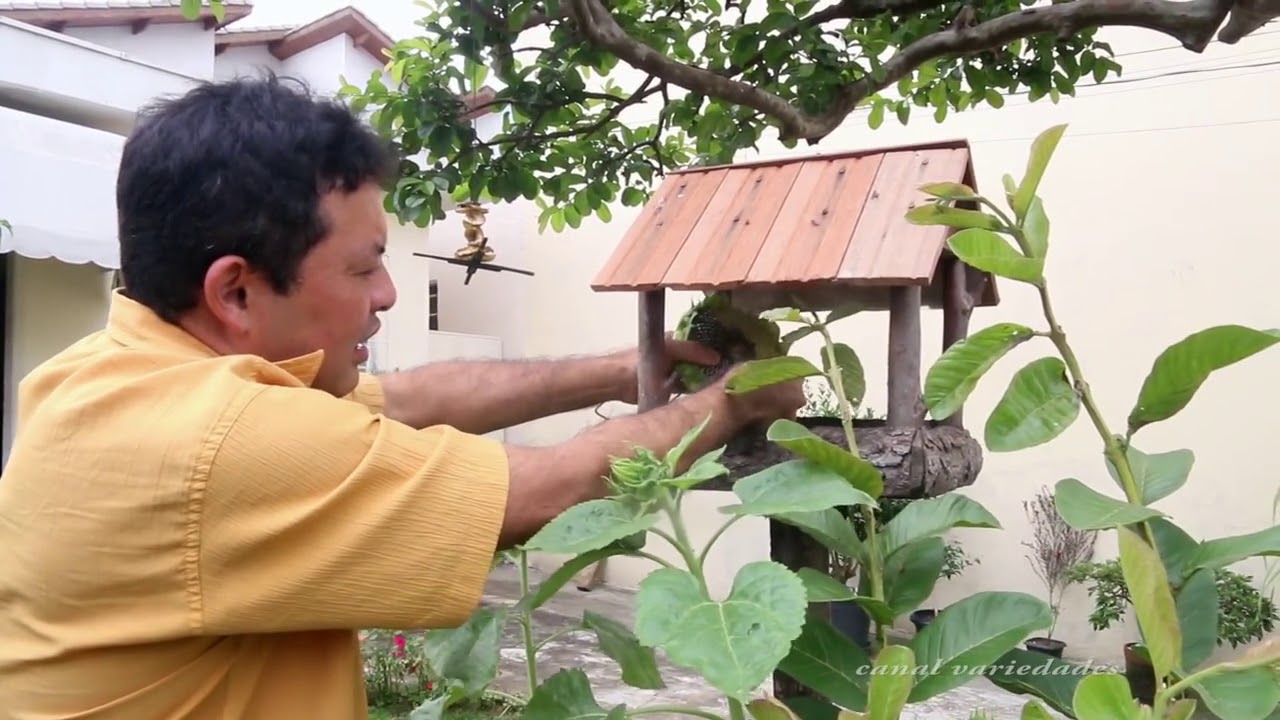 Como atrair Pássaros e aves no quintal, ideias para um jardim alegre, qualidade de vida