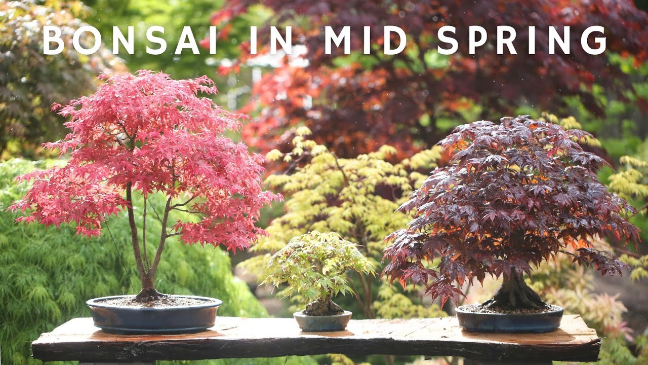 Bonsai in Mid Spring
