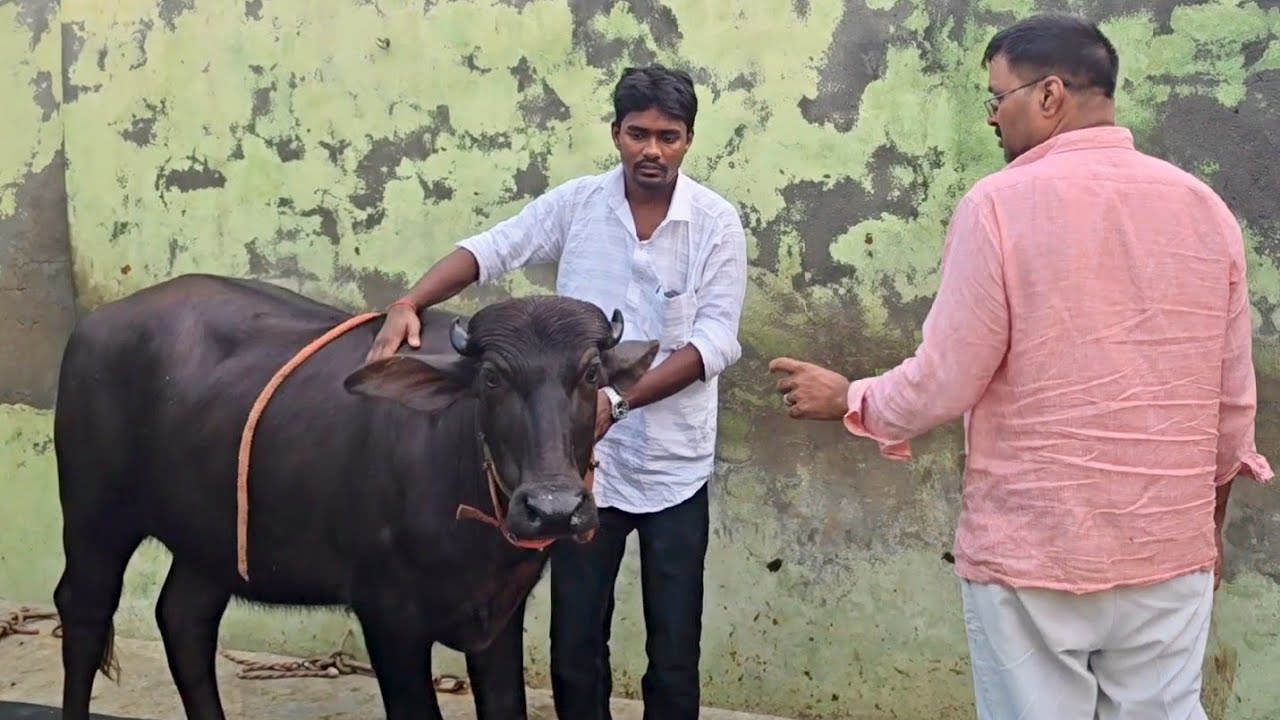 देखिए हरियाणा प्रदेश से पडीया व मुर्रा भैंस इस तरह से खरीद कर लाए थे उत्तर प्रदेश में | Bipin Singh
