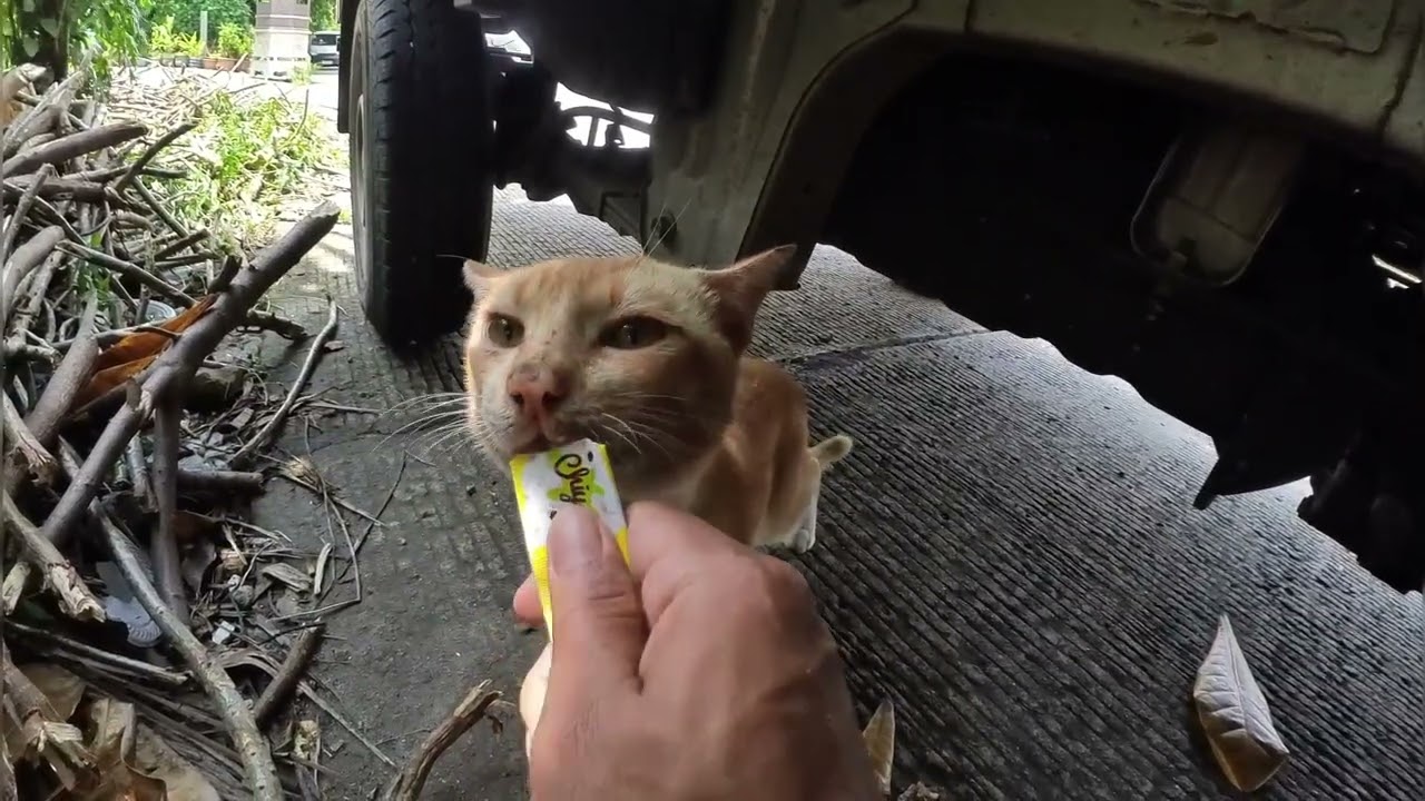 Ada istilah malu² kucing  ternyata benar ini contohnya 