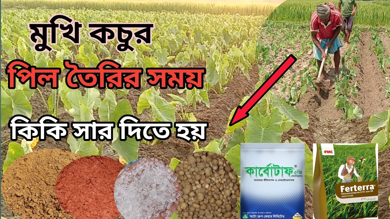 মুখি কচুর পিল তৈরির সময় কি কি সার দিতে হয়। গাটি কচুর চাষ পদ্ধতি ।কচুর মুখির সার প্রয়োগ।কচুর মুখি চাষ