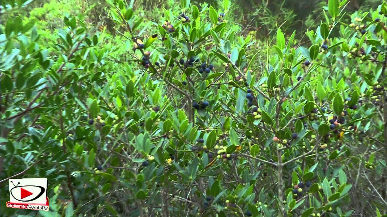 Alla scoperta della Riserva Naturale Le Cesine
