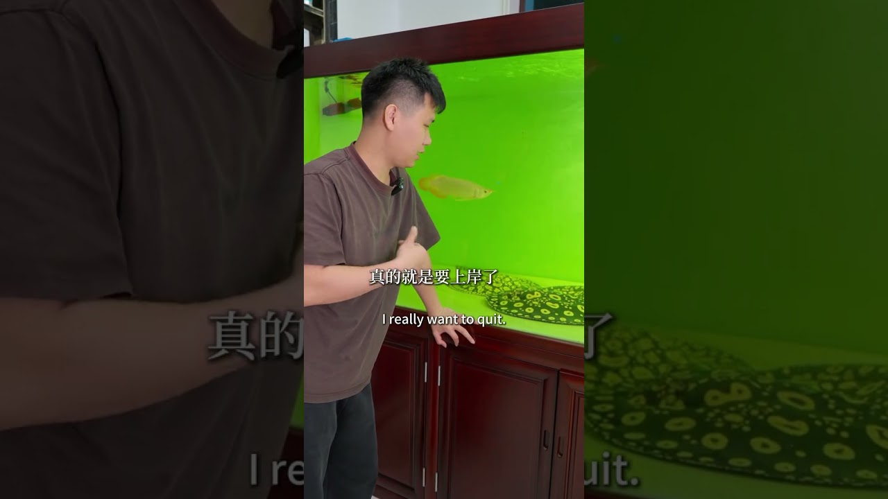 整缸魟鱼被团灭，罪魁祸首竟然是……难道是想让我上岸了吗？