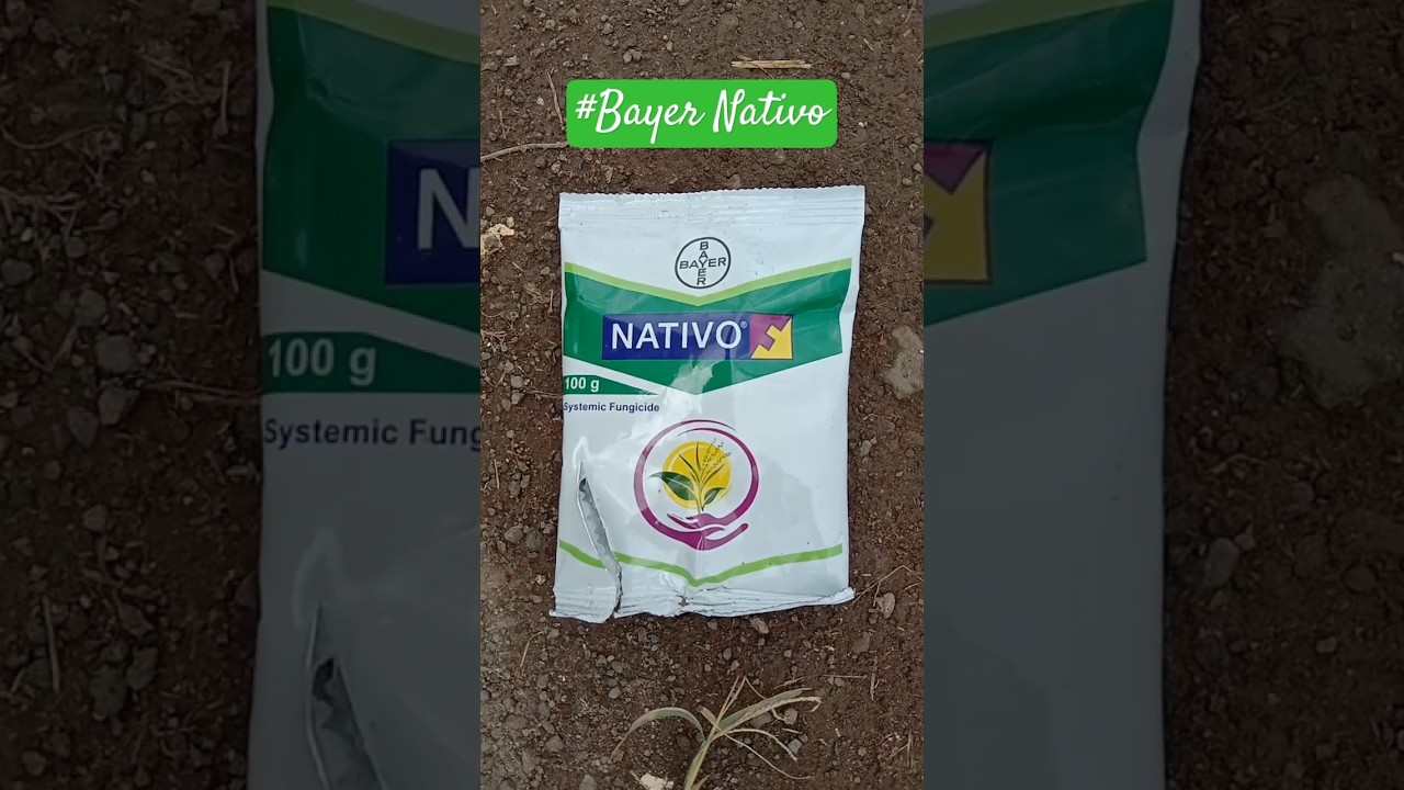 bayer Nativo systematic fungicide| powerful fungicide #viralvideo #shorts#trending