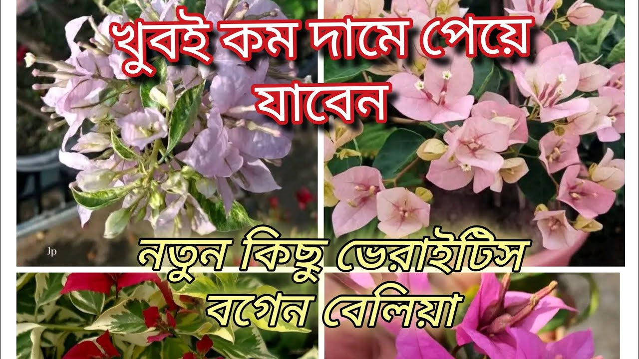 খুব কম দামে পেয়ে যাবেন # নতুন ভারি টি 