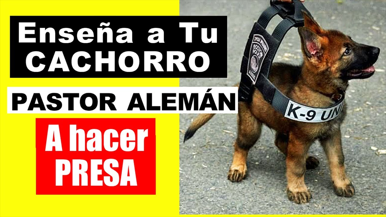 Activa La Pulsión de Presa en tu Cachorro Pastor Alemán