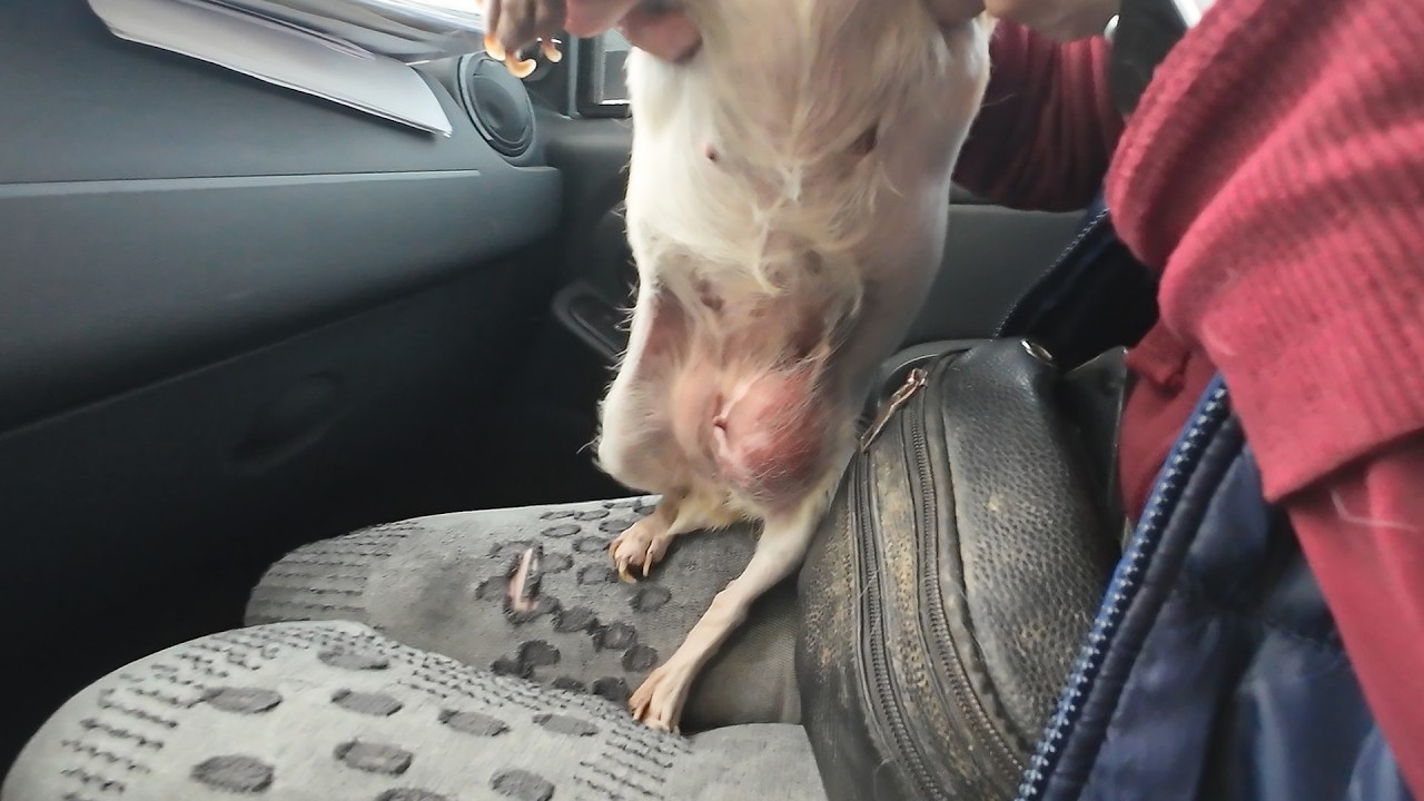 У нас НЕТ СЛОВ. Жила 8 лет у разведенцев, встречаем побитую собаку...