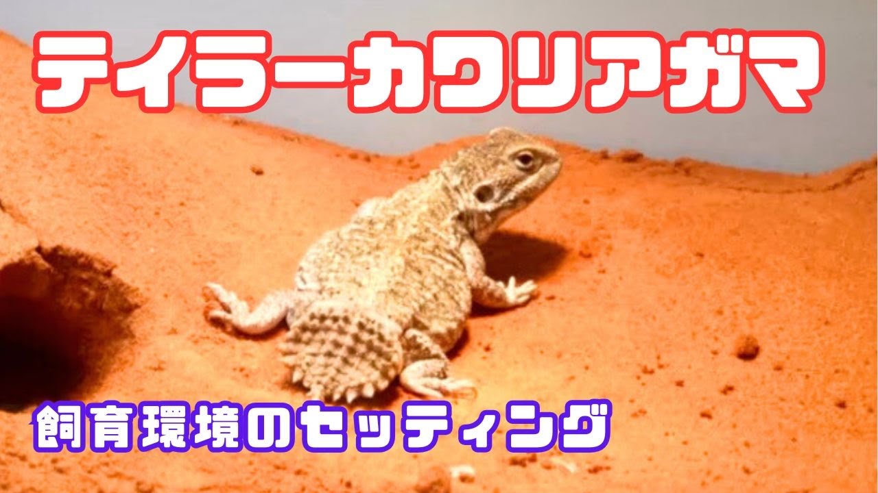 テイラーカワリアガマ（ゼノガマ）の飼い方・飼育用品・飼育環境・エサについてまとめました