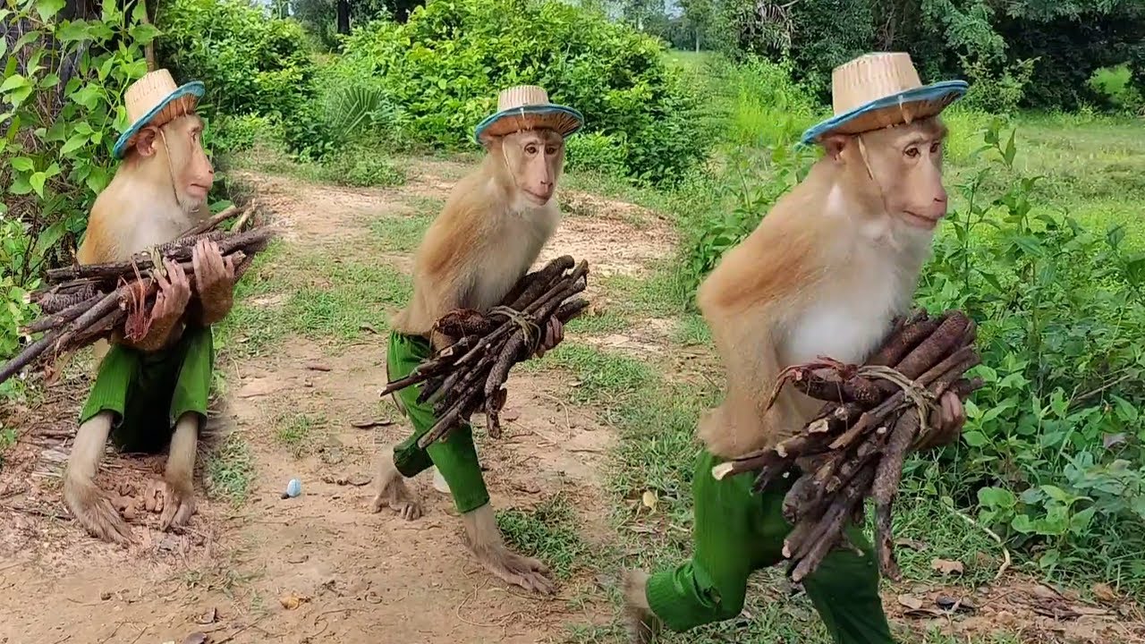 Amazing SokYaa  Bring Wooden Back Home Very Incredible