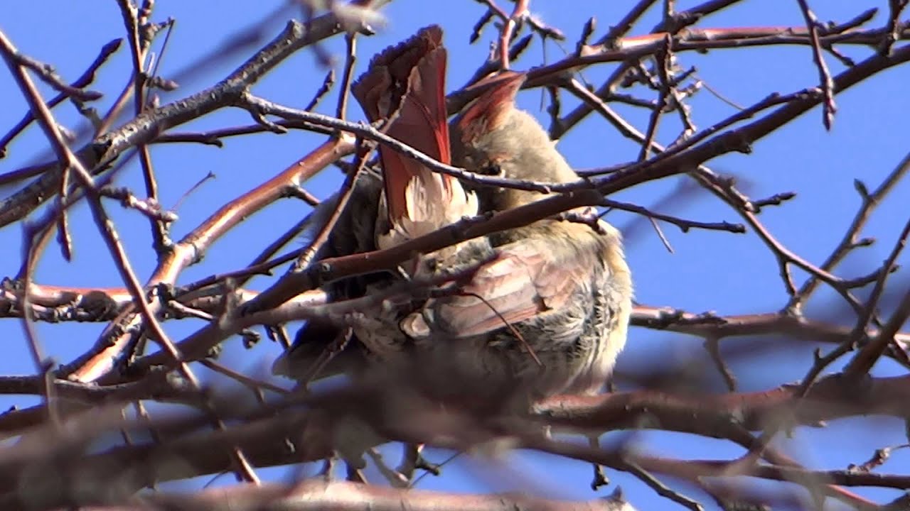 Singing Female Northern Cardinal outside of the house