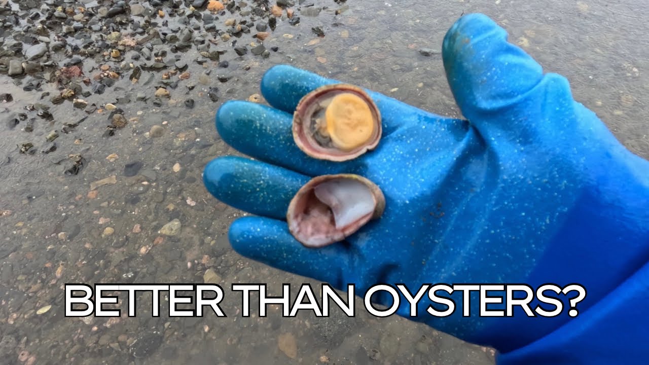 Slipper Shell Limpets: Edible Shellfish, Oyster & Abalone Alternative | Foraging with Tidepool Tim