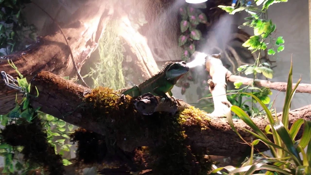 Wasseragamen