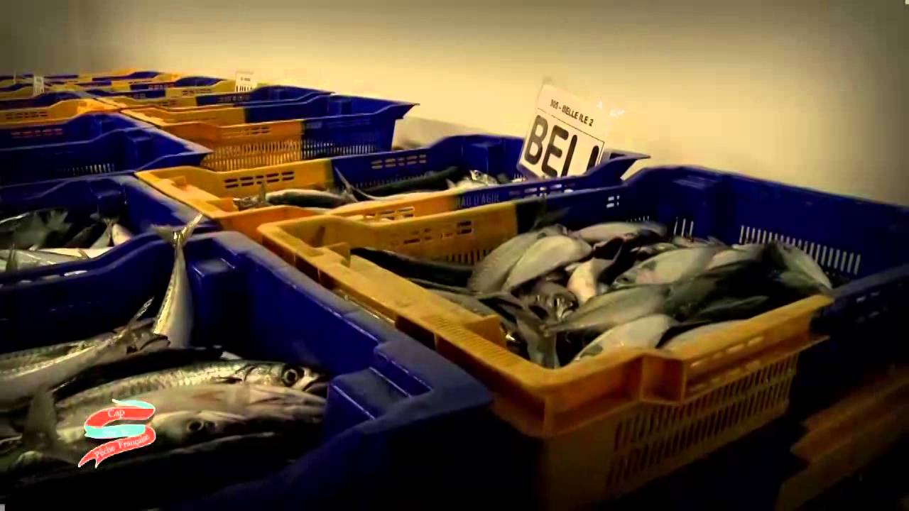 Cap sur la pêche française - Emission n°20: La Criée d'Agde.