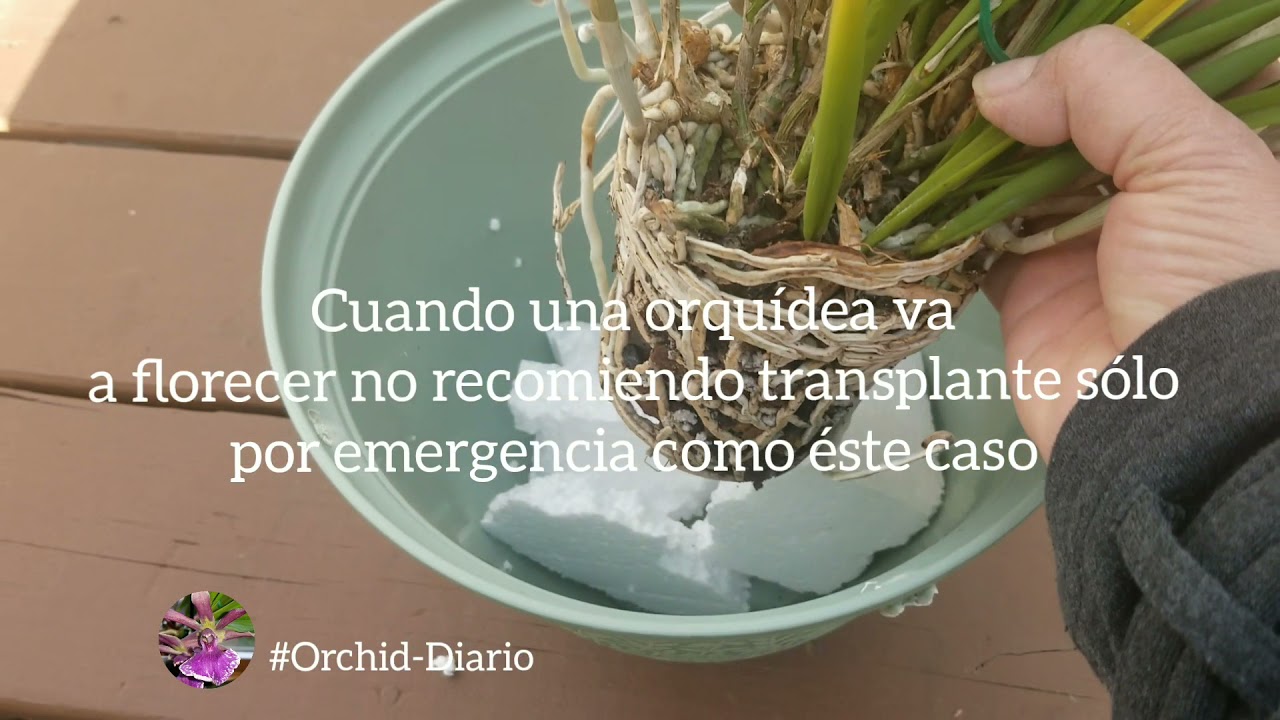 Transplante de Orquídea (Brassavola Nodosa)con Tremendas raíces