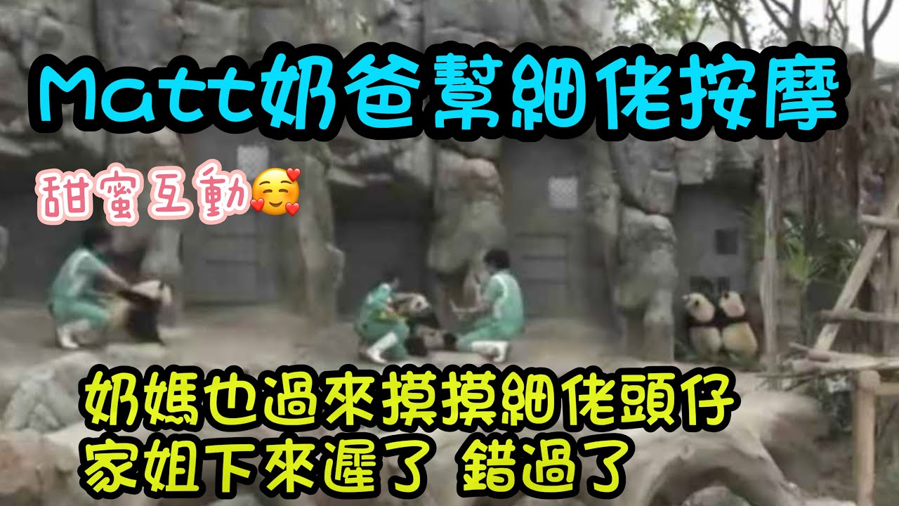 1月29日  Matt奶爸 入場接家姐細佬放學，細佬麻溜下樹，奶爸給細佬按摩，給細佬竹筍 #大熊貓樂樂 #大熊貓家姐細佬 #大熊貓盈盈