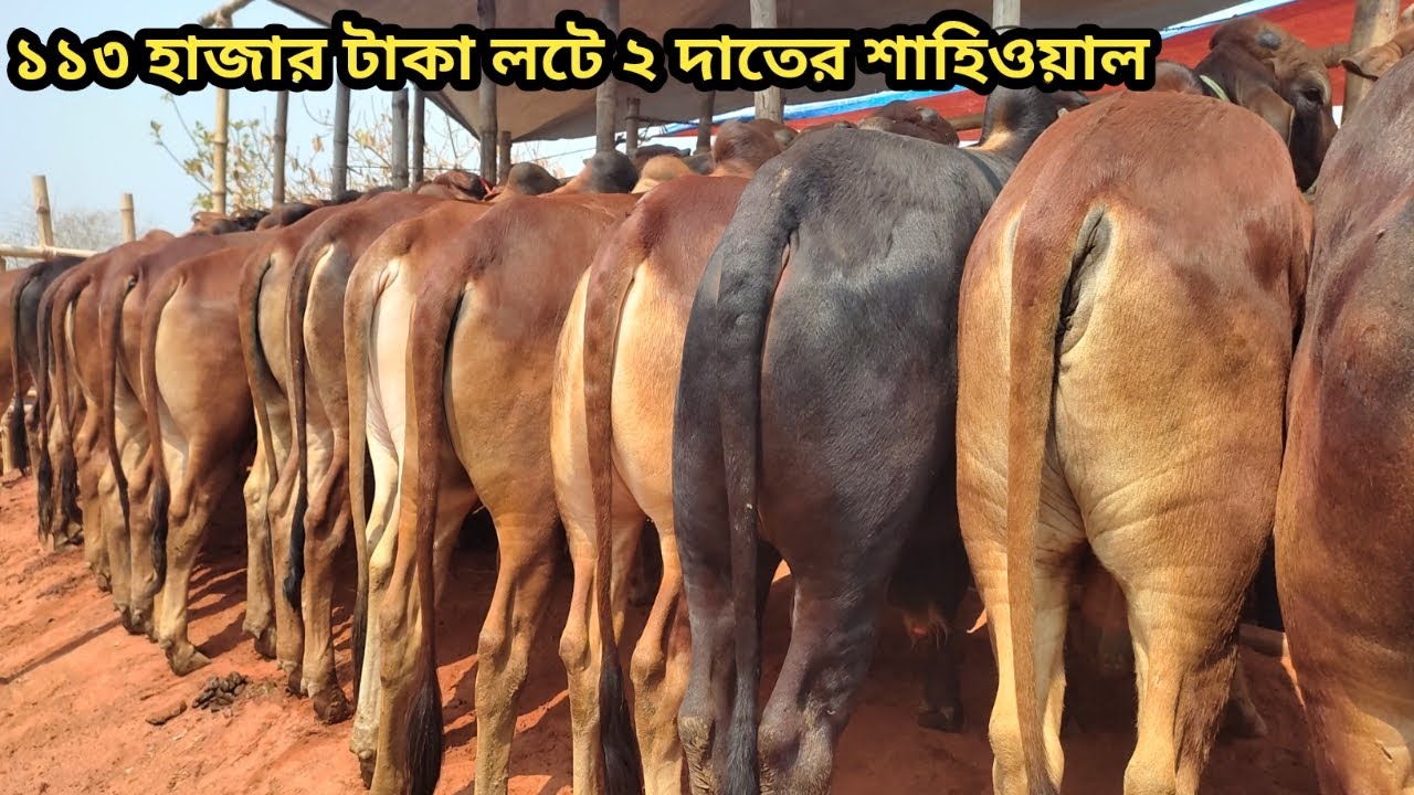১১৩ হাজার  টাকা লটে খামার উপযোগী বিগ বিগ শাহিওয়াল।। ১৬/০৩/২০২৫