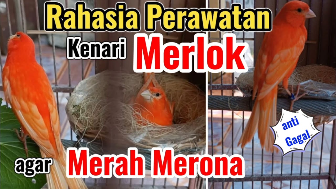 Perawatan Kenari Merlok agar Mutasi sempurna | Kenari Merah Lokal.