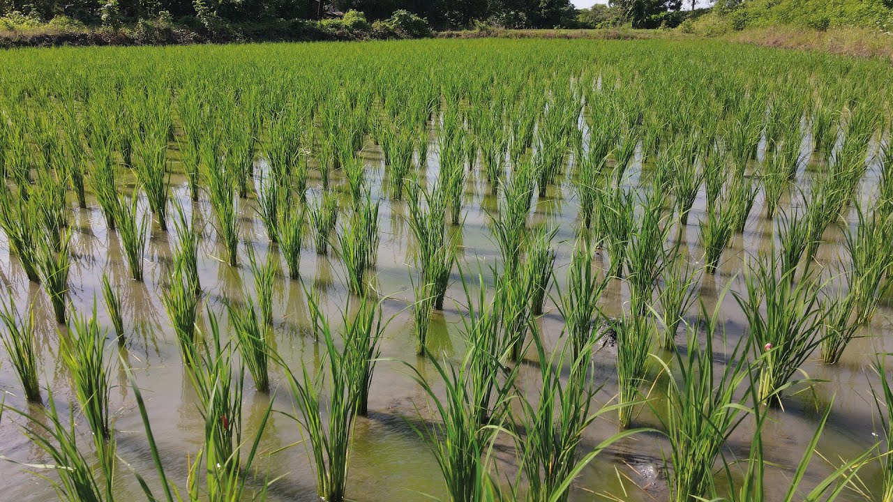 Travesía Ecuador: Cultivo Arroz