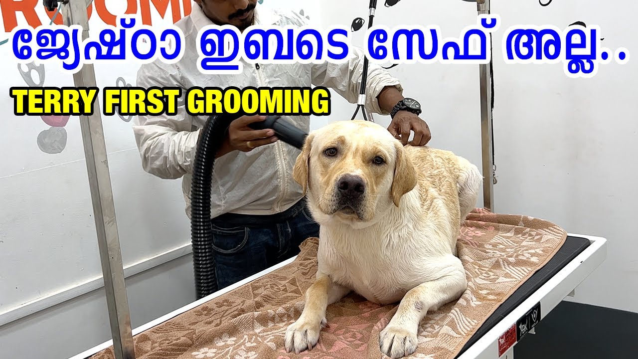 🤣ഏട്ടാ ഞാൻ വരില്ല, ഇബടെ സേഫ് അല്ല : LABRADOR first grooming : hair loss : nail cutting :Ear cleaning