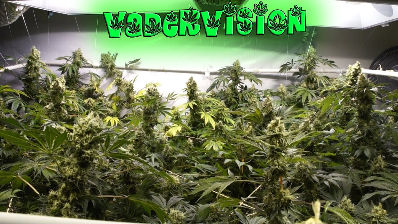 Bud Porn - Alien Rift and Dragons Breath