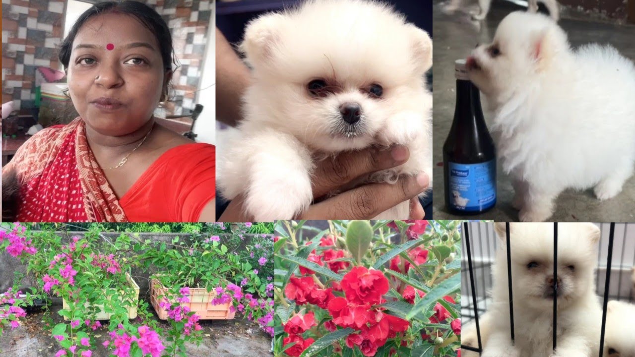 মিল্কির বেবিদের আজ কৃমির ওষুধ দেওয়া হলো🤪 ।