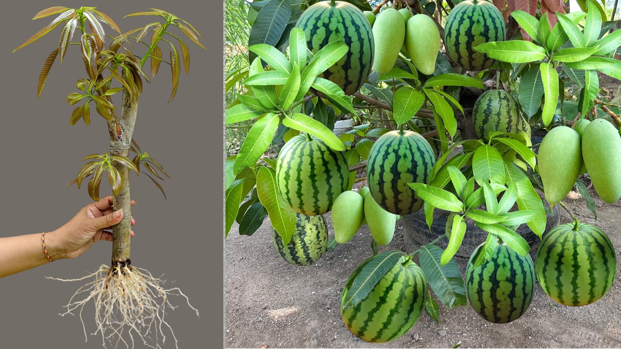 How to propagate mango tree in watermelon Using egg and aloe vera, how to growing mango tree