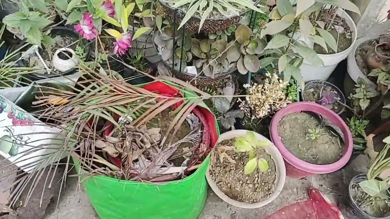 खरगोश के लिए धूप क्यों जरूरी है🐇