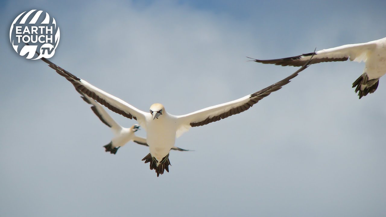 Gannets dive into the ocean at breakneck speed