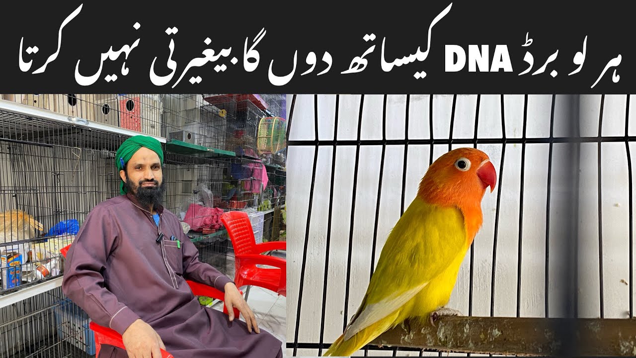Lutino ,Albino Red Eyes,Creamino love birds leatest prices