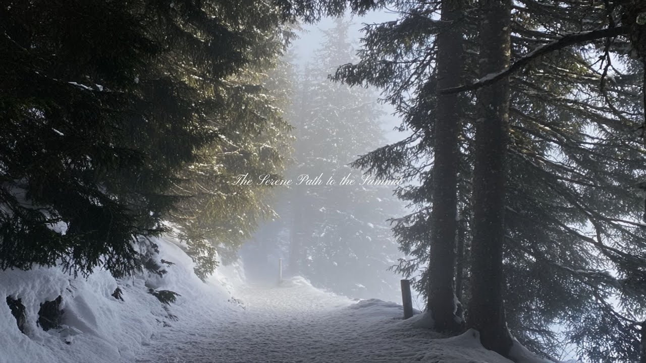 a calm playlist for reading, studying or writing