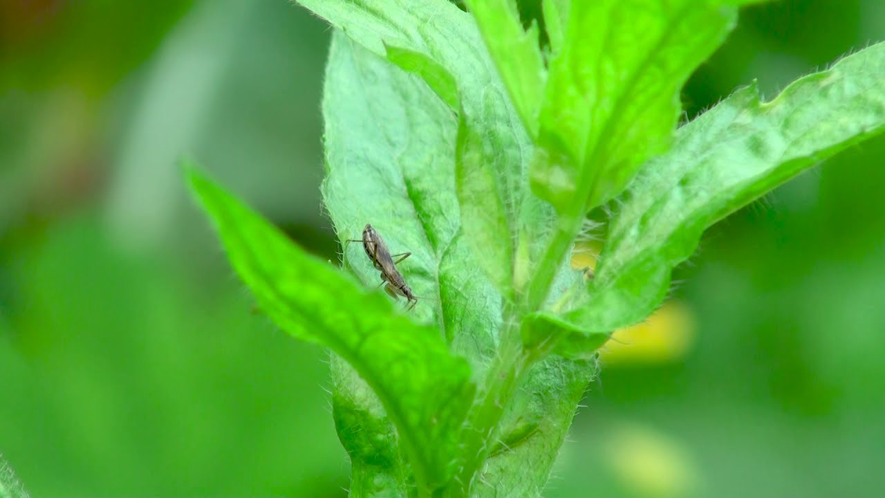 Nabidae Family Genus Nabis Damsel Bug hunting on a velvet texture garden leaf / Insects of the world
