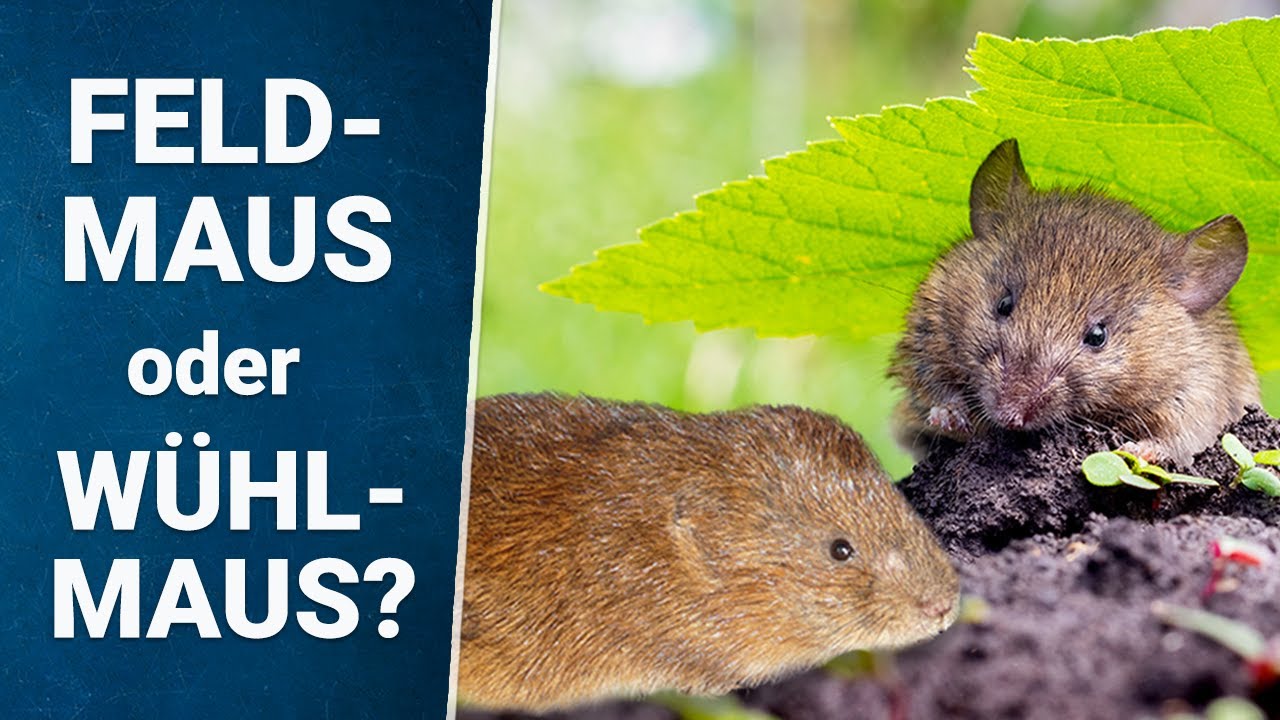 Wühlmaus im Garten 🐭 oder Feldmaus? 🔍 erkennen & bekämpfen