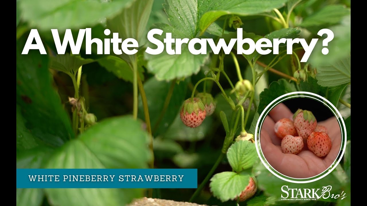 🍓A White Strawberry?