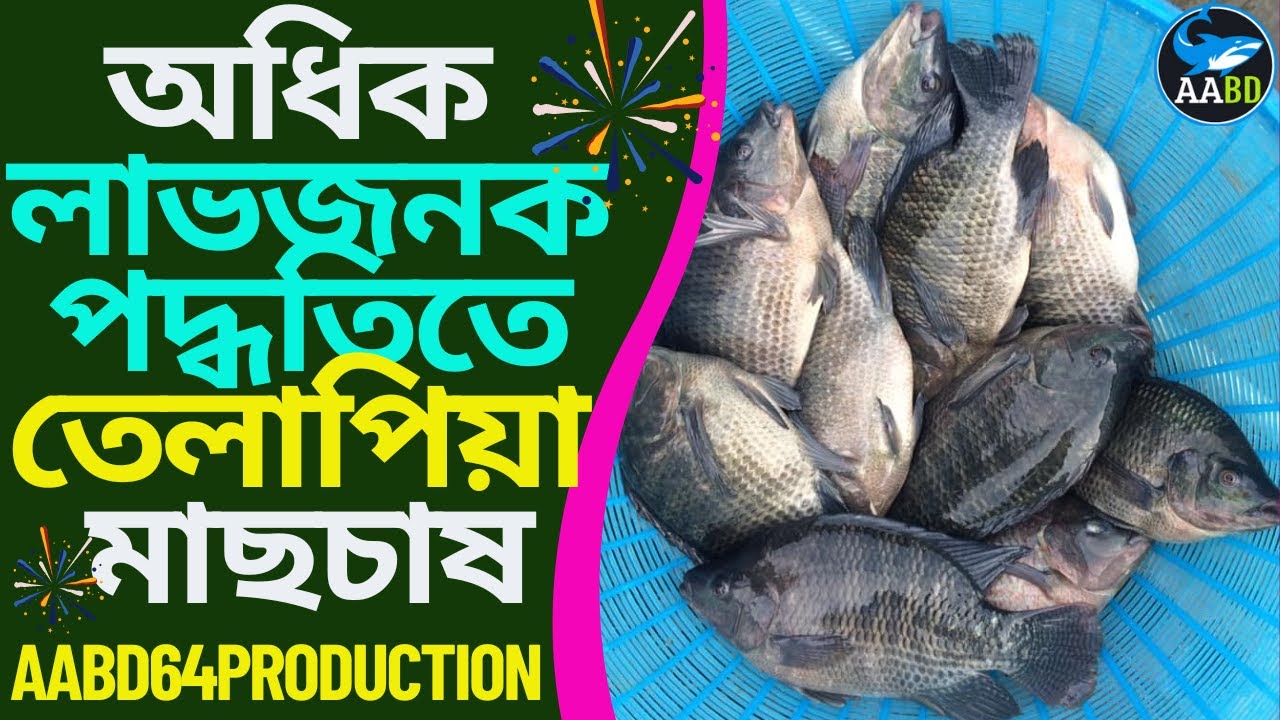 অধিক লাভজনক পদ্ধতিতে তেলাপিয়া মাছচাষ (More Profitable Method of Tilapia Culture)