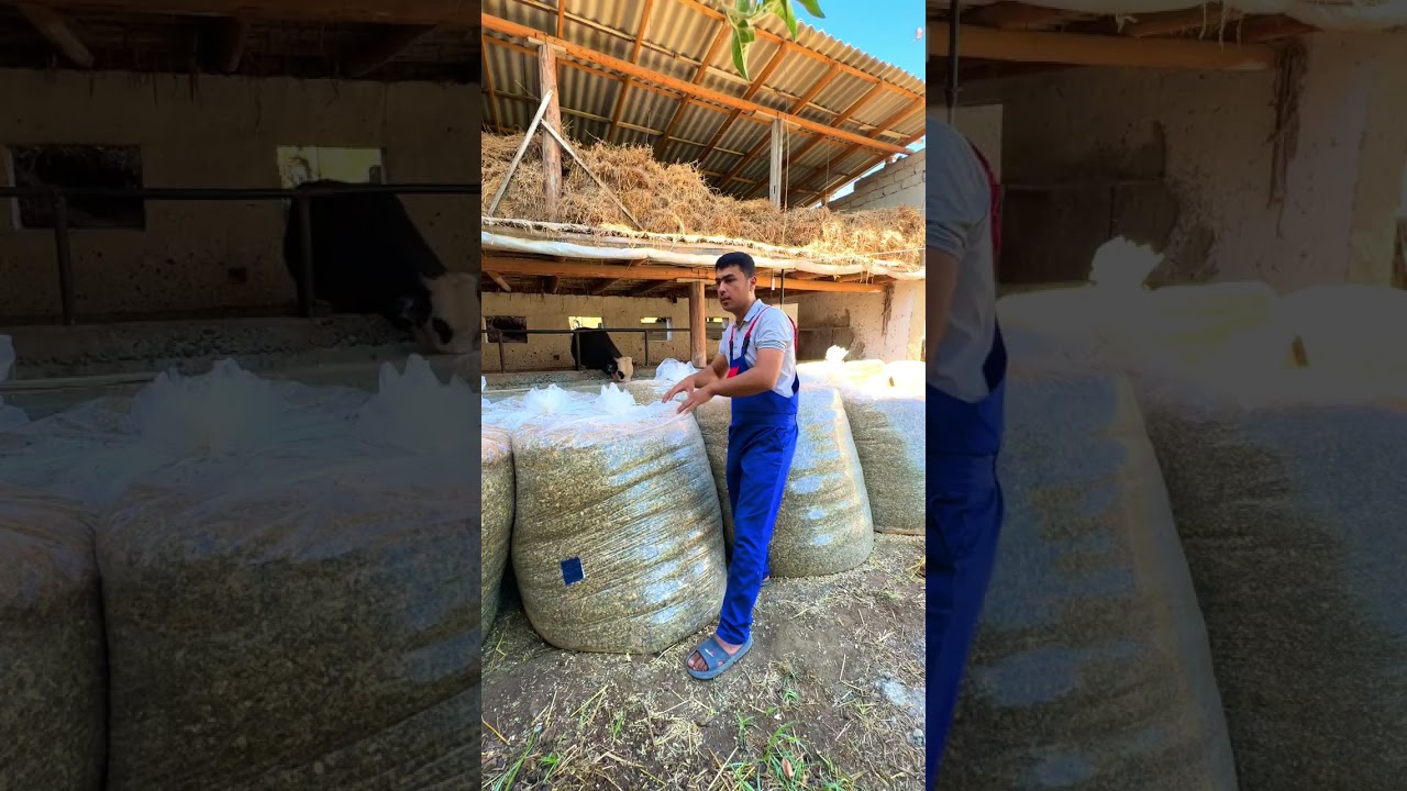 Silos bosish.  #silos #silosnarxi #arzonsilos #qopgasilosbosish #xaltagasilosbosish #silosbosish