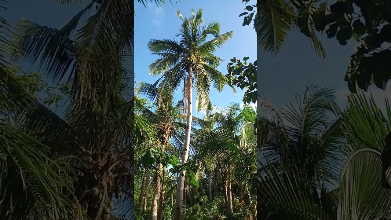 My daily life #buhay probinsya 