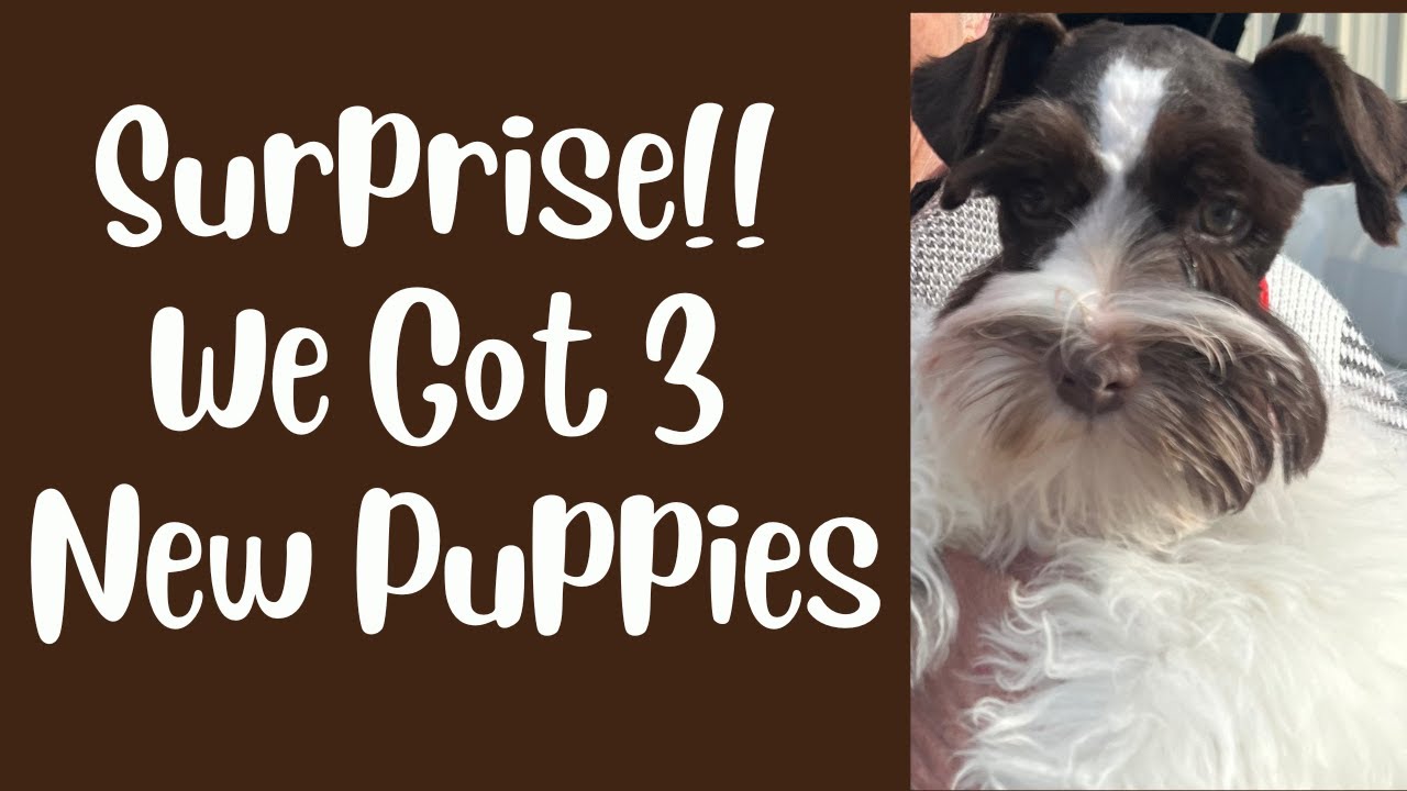 Surprise! We Got 3 New Schnauzer Puppies!