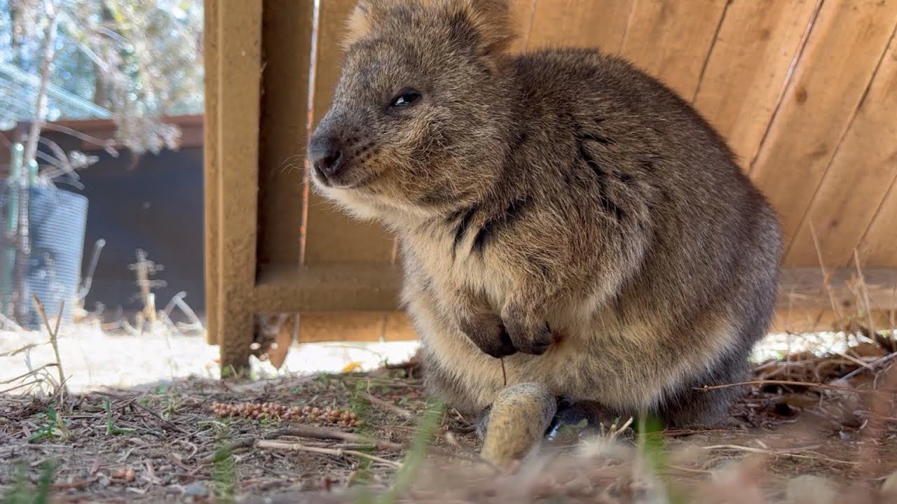 【Quokka】日陰でゆっくり過ごすクオッカが部屋に帰るまで【SCZOOの一コマ】