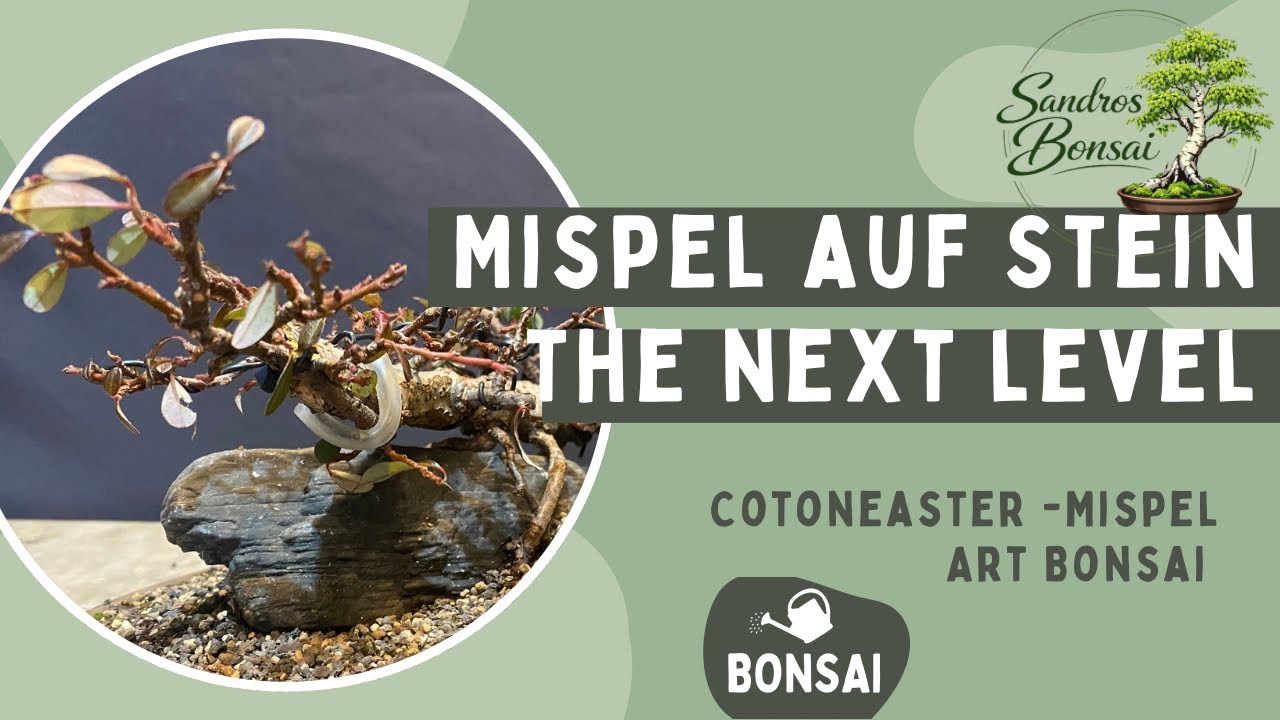 Bonsai auf Stein gestalten: Zwergmispel (Cotoneaster) im Detail
