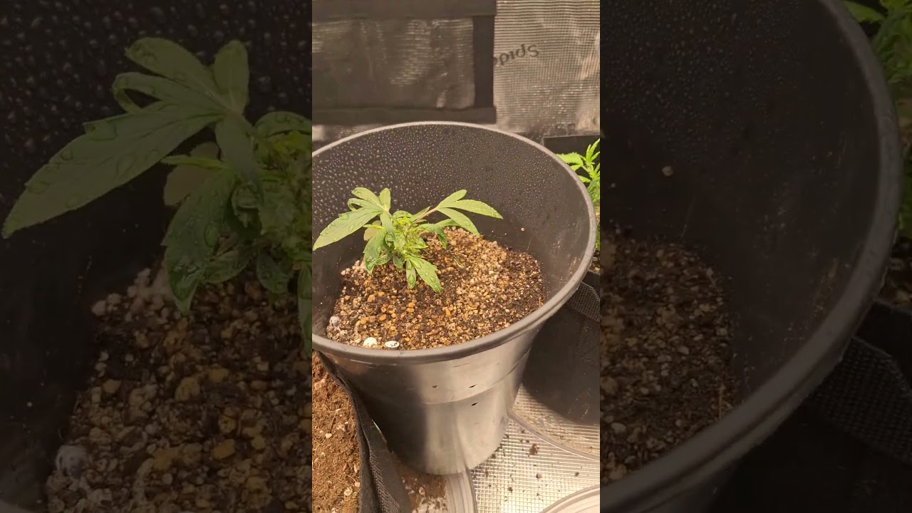 Monster Cropping Cannabis / cloning weed. pros and cons and how to do it. #cannabis #marijuana