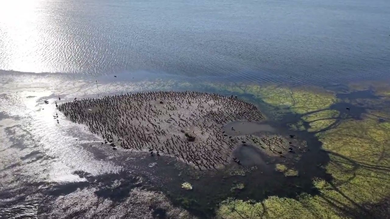 Lake Samsonvale这是Pine River上游的水库。无人机拍摄的枯水季湖中的鸟类聚集的浅滩地带。
