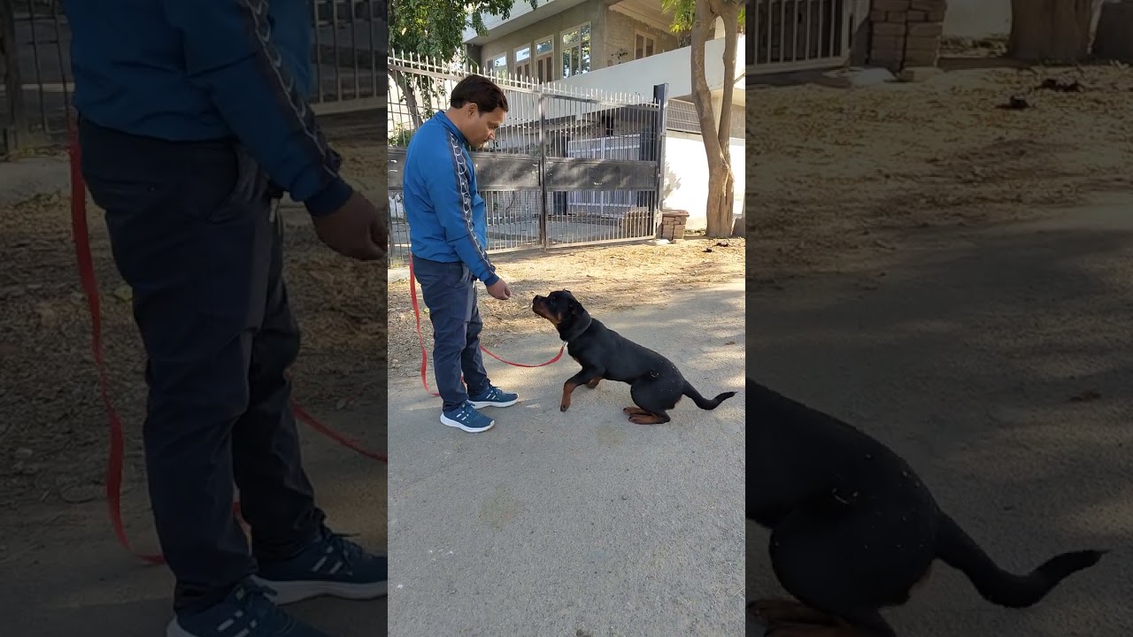 Training time #pet #video #dogs #shortsvideo #videoshorts #study #rottweilerlovers