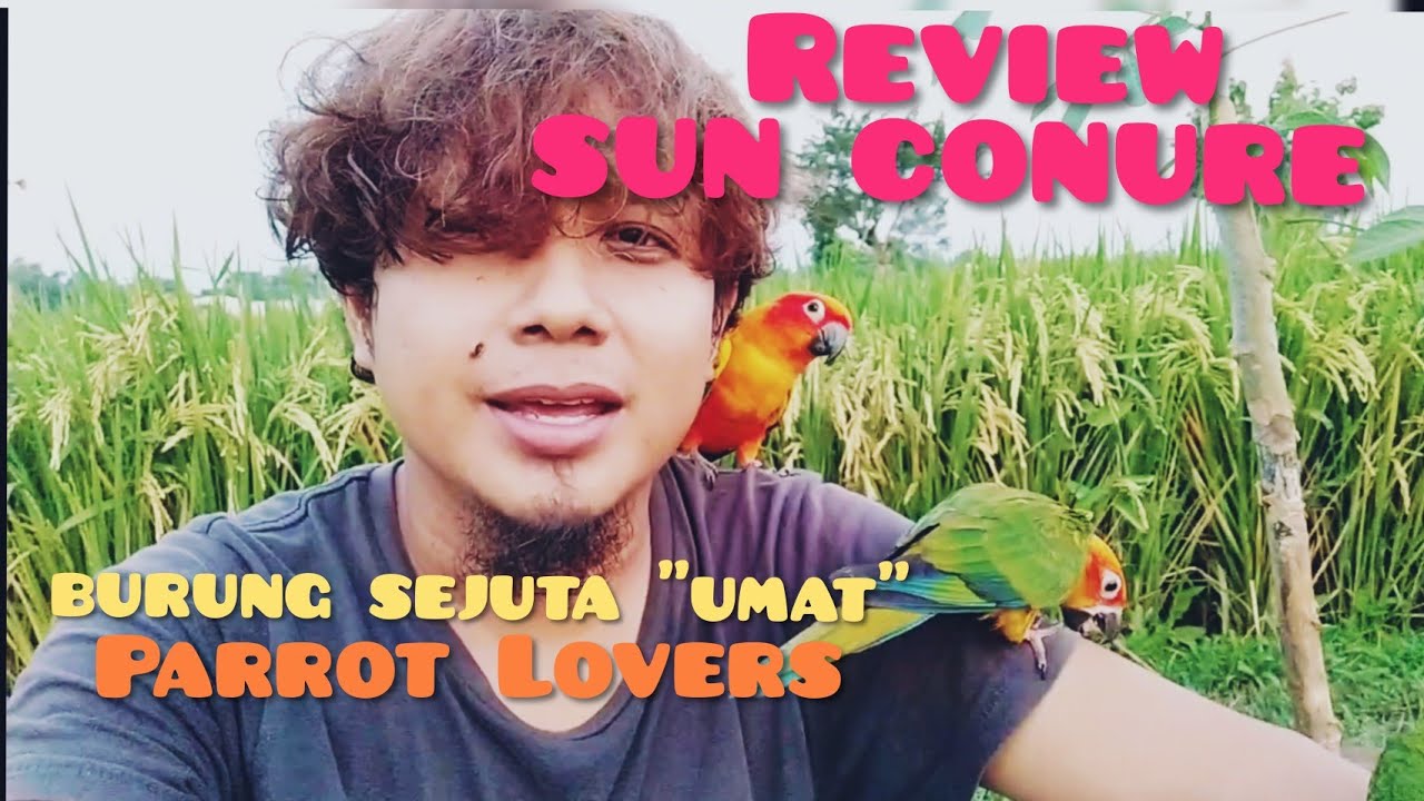 Sun Conure Review: The Popular Free-Flying Parrot