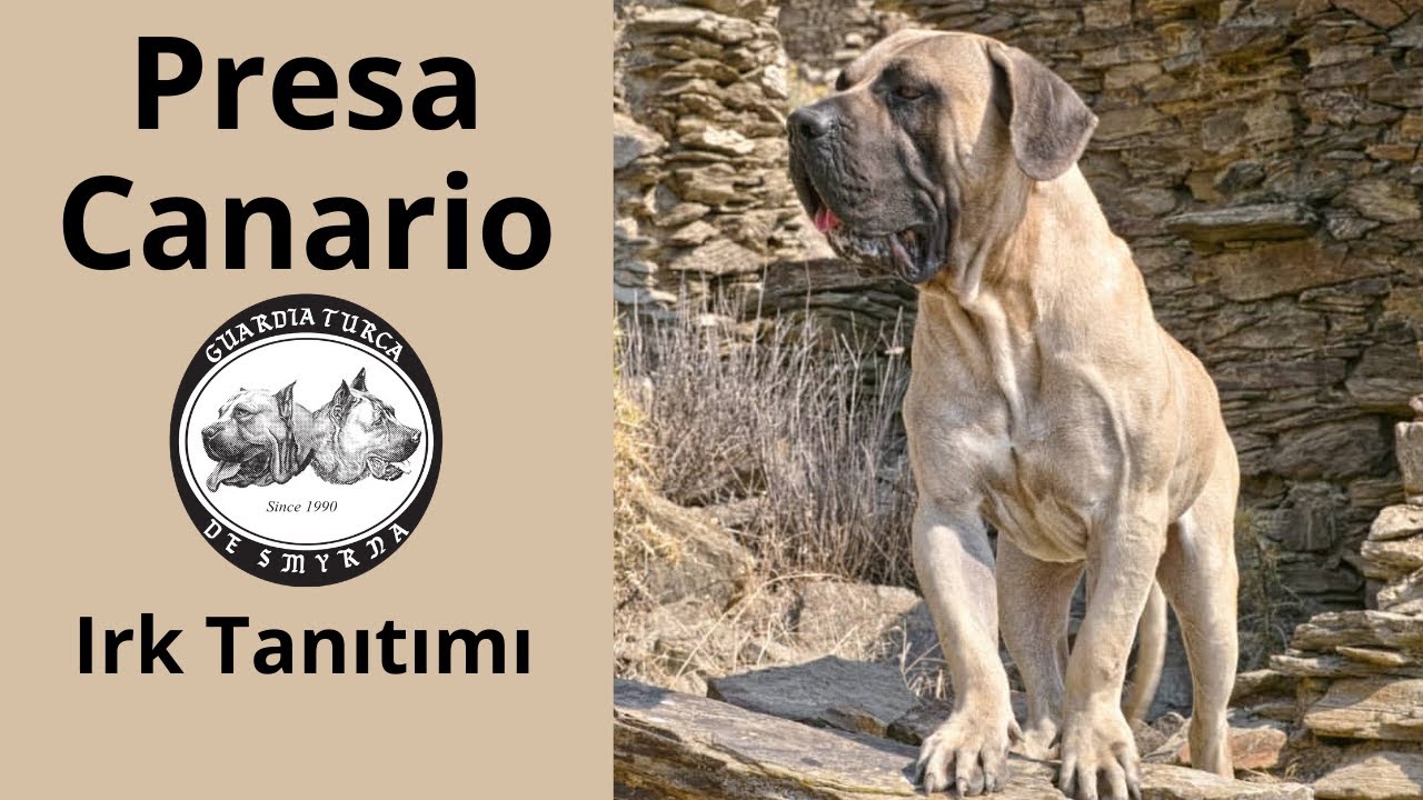 Presa Canario Köpek Irkı Özellikleri ve Tarihçesi